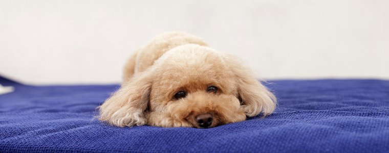犬のストレスの原因は 症状別 犬のストレス解消法
