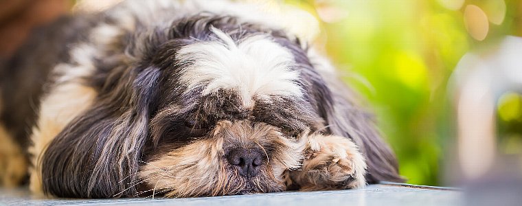関節炎に悩む犬へおすすめのサプリメントの成分について