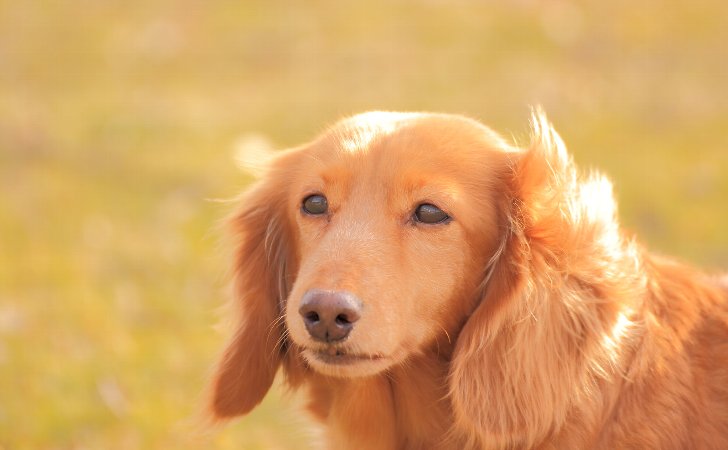 犬のphが高いと尿路感染症になることも 専用フードで犬のphをコントロールしよう