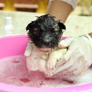 犬のシャンプーの頻度や最適なお湯の温度は シャンプー お風呂の正しい方法