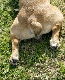 肉球をなめる意味は 腫れる原因はもしかして病気 犬の肉球を徹底解説