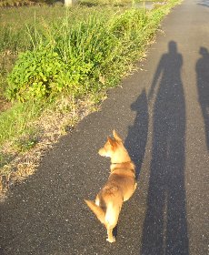 紫外線が犬の白内障の原因になることも 白内障の症状 予防法について