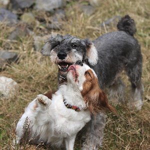 皮膚の病気のサイン それともストレス 犬が飼い主や犬自身をなめる理由と意味