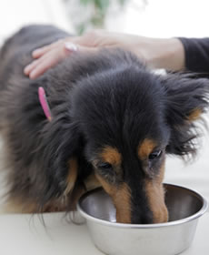 知っておきたい犬のアレルギーの症状 犬のアレルギーを対策しよう