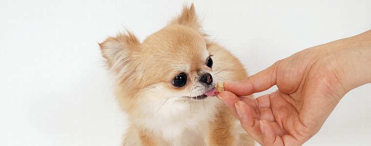 クッキー派 ガム派 それともチーズ派 種類豊富 犬のおやつ特集