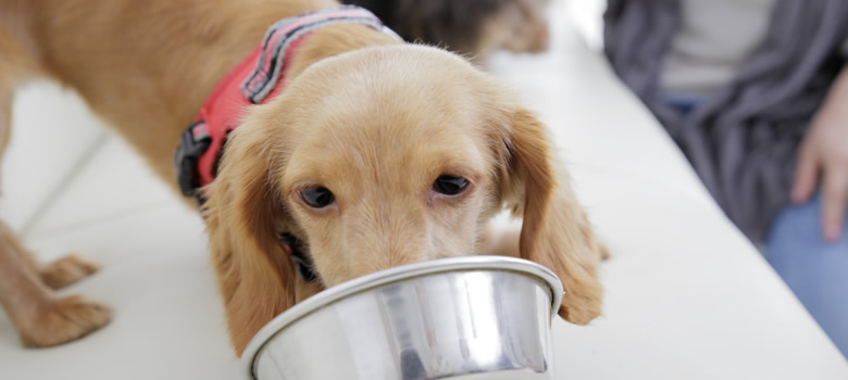 不足しがちな消化酵素の効果とは サプリメントで犬の消化酵素を補おう