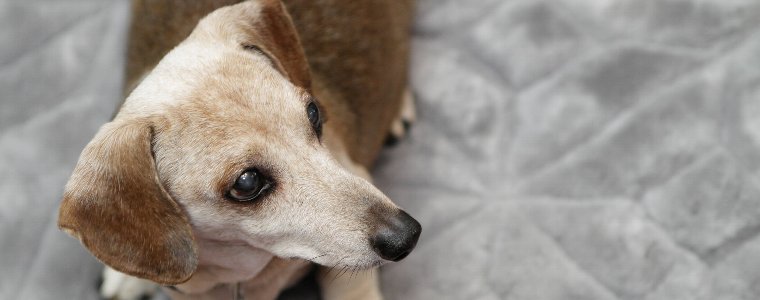 紫外線が犬の白内障の原因になることも 白内障の症状 予防法について