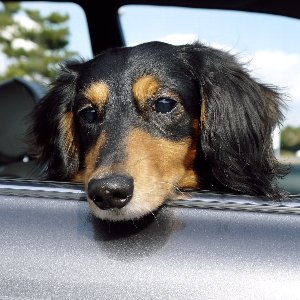 車で犬とお出かけ でも これって車酔いの症状 犬の乗り物酔いの対策方法を知ろう