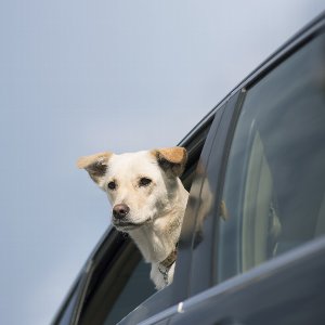 車で犬とお出かけ でも これって車酔いの症状 犬の乗り物酔いの対策方法を知ろう