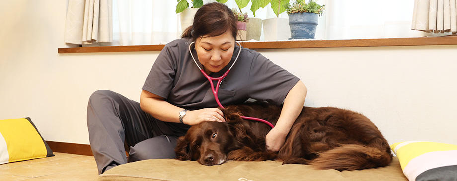 【＃大きな犬と】往診専門の動物病院の活用で、犬も飼い主も負担減！