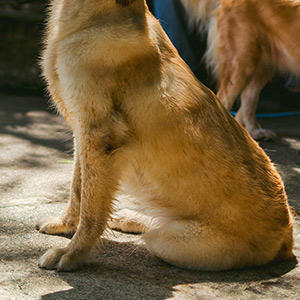 シニア犬の体勢の3つのチェックポイントで筋力低下 関節トラブルのサインを知ろう プレミアムドッグフード専門店 通販 Pochi ポチ公式サイト