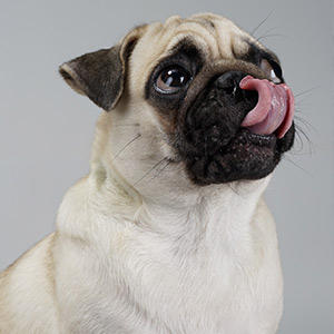 犬が舌を出す ペロペロなめる行動の隠れた理由 プレミアムドッグフード専門店 通販 Pochi ポチ公式サイト