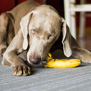 犬が食べて良い果物とは オススメのフルーツ3選 プレミアムドッグフード専門店 通販 Pochi ポチ公式サイト