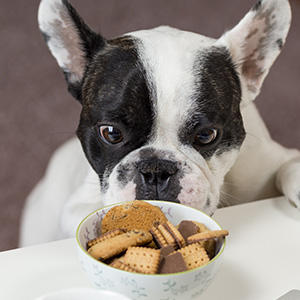 犬のダイエットのコツ 我慢のストレスを軽くする食事回数 プレミアムドッグフード専門店 通販 Pochi ポチ公式サイト