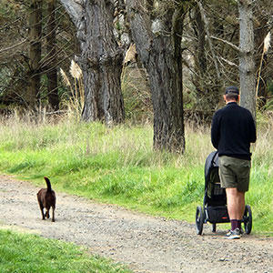 犬も赤ちゃんと一緒にのんびりお散歩する姿がよく見られます