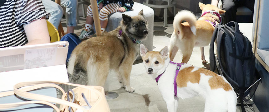 犬の働き方は無限大！日本で唯一の