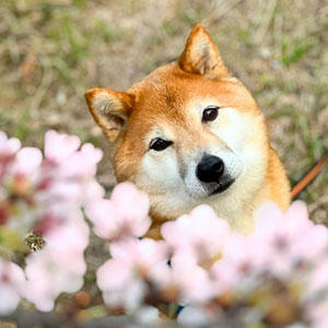 柴犬と桜を近づけるのは諦めて、飼い主が桜に近づいています。遠近法をフル活用