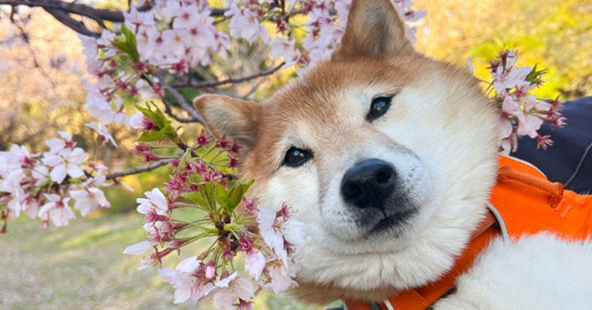 桜の枝と虚無顔の柴犬。こんなはずでは…。