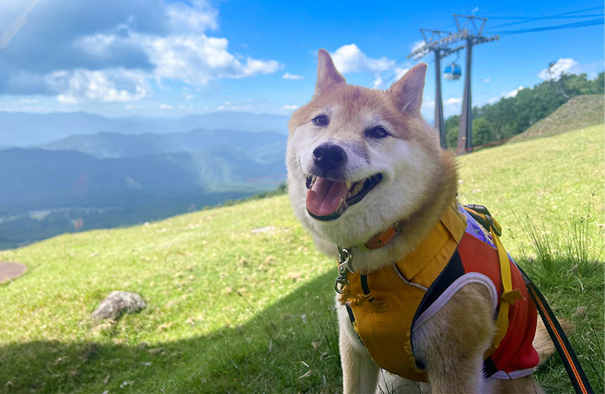 避暑地に行っても室内犬～柴犬あるある猛暑の那須旅行編～