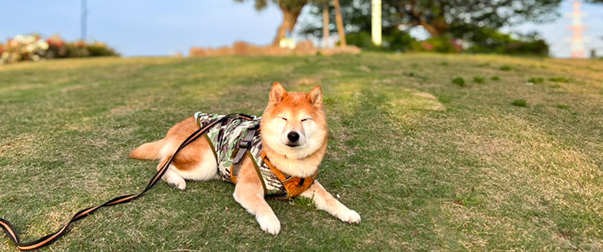 イマイチ読めないシニアの残暑〜柴犬あるある夏の終わりのケア編～