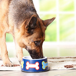 適切な犬の食事回数って 1回のごはんの量はどれくらい 子犬 成犬 老犬 プレミアムドッグフード専門店 通販 Pochi ポチ公式サイト