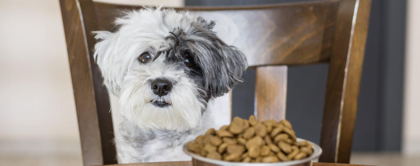適切な犬の食事回数って 1回のごはんの量はどれくらい 子犬 成犬 老犬 プレミアムドッグフード専門店 通販 Pochi ポチ公式サイト