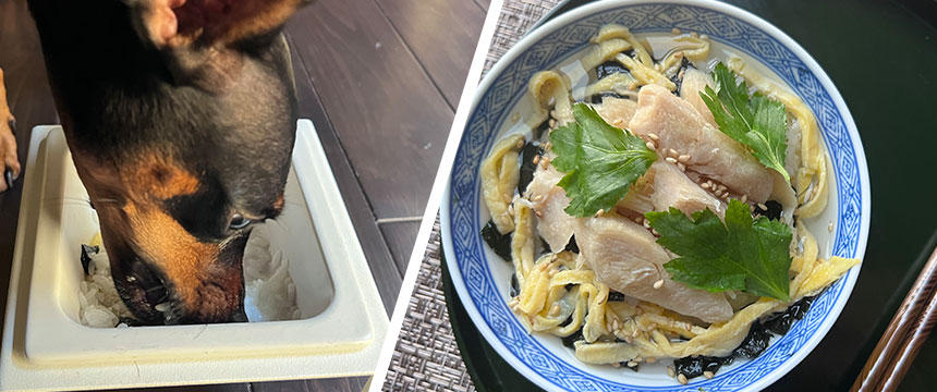 冷たく、さらっと食べさせるなら「ささみの冷やし茶漬け」[#犬の手作り食レシピ]