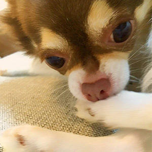 犬の指間炎の原因は 治すには 家庭でのケアにオススメアイテム プレミアムドッグフード専門店 通販 Pochi ポチ公式サイト