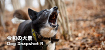 令和の犬景