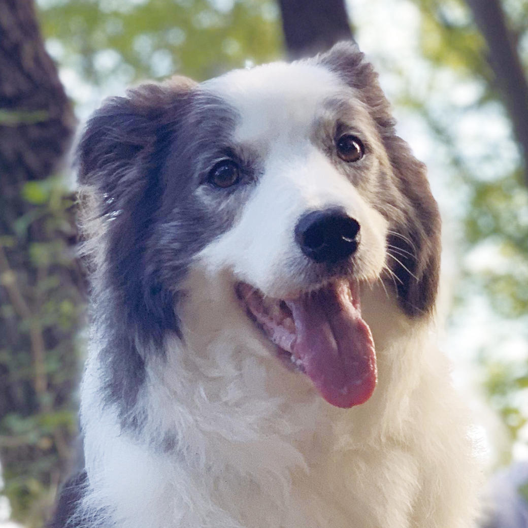 お名前：シュシュちゃん(10月のカレンダー犬)