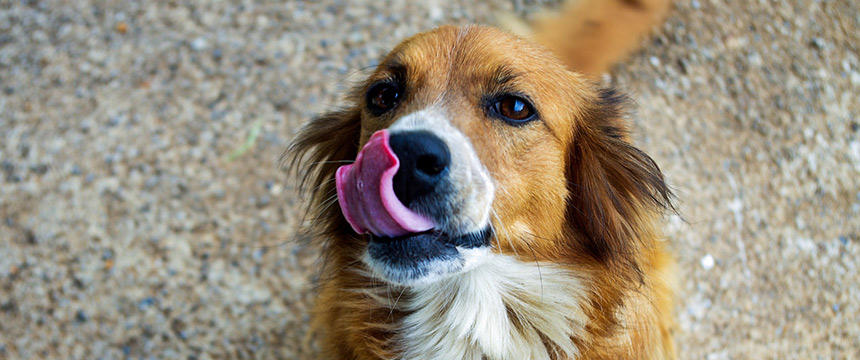 食物アレルギーの犬のドッグフードの選び方のコツ。便利機能のご紹介