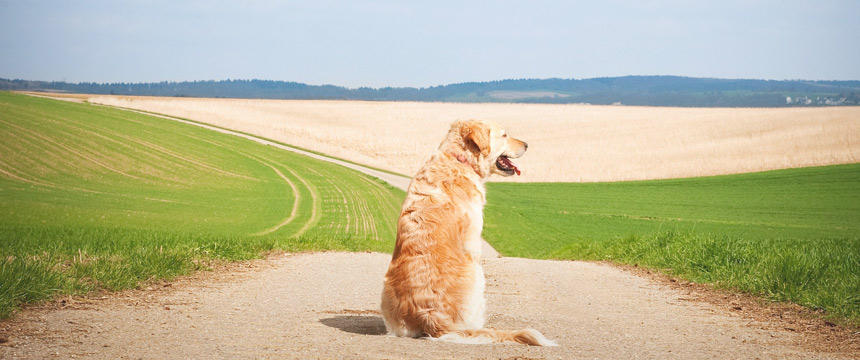 犬の夏の紫外線に。抗酸化成分を含むハーブたち