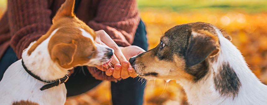 犬と楽しみたい秋野菜。オススメトッピング法もご紹介。