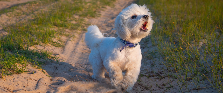 犬がむやみに吠えてしまう原因は？対処法と合わせてご紹介【獣医師監修】