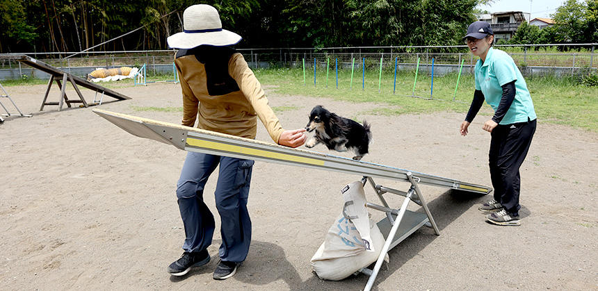 犬の体重によって左右に傾くシーソーでは、細かいバランス感覚が求められます。ドッグウォーク同様、小型犬のほうが抵抗感なくマスターしやすいとか