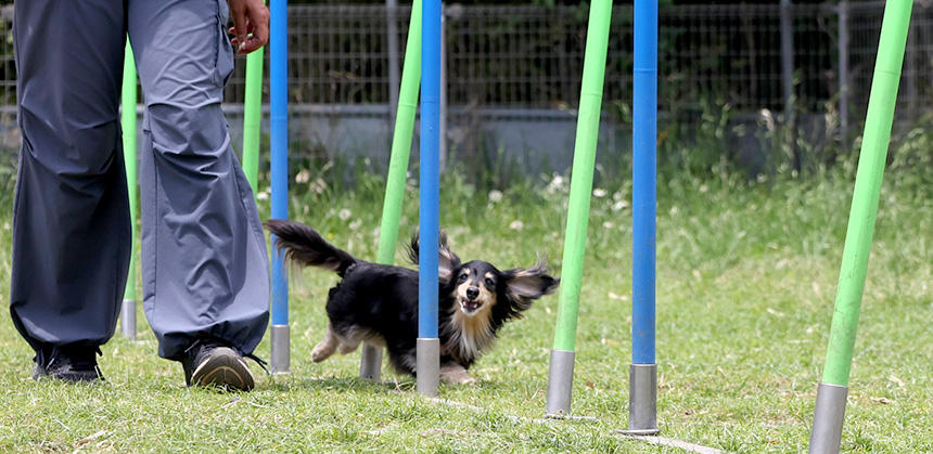 大きな犬も小さな犬も、どんな犬種でもアジリティーを楽しめます