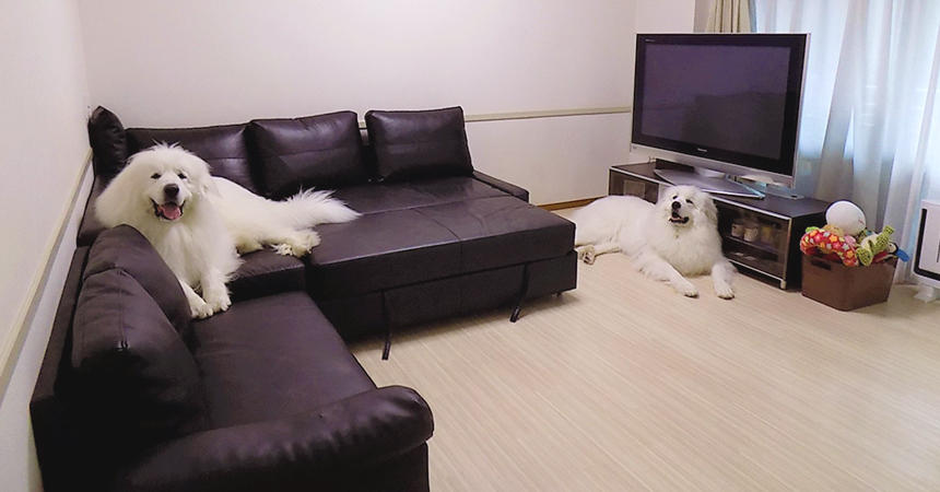 広いリビングで思い思いにくつろぐピレネー犬兄弟