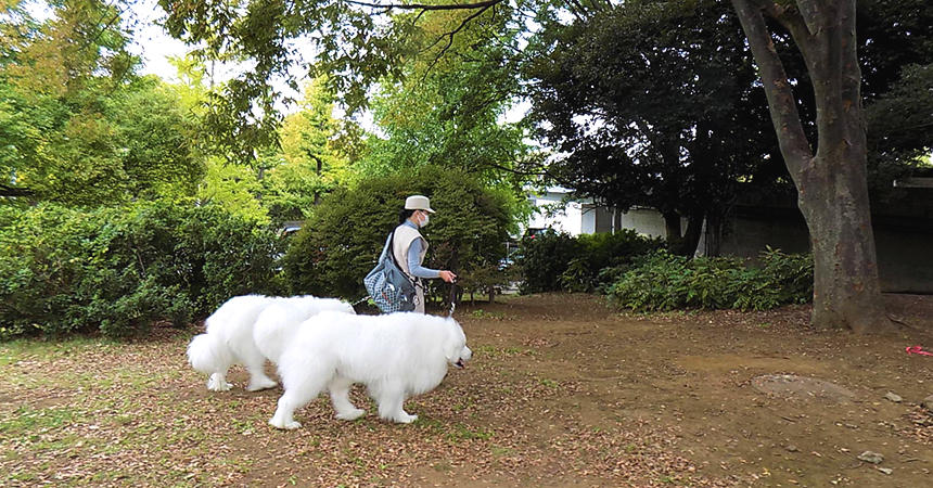 季節の移ろいを感じながら、広々した公園をのんびりお散歩