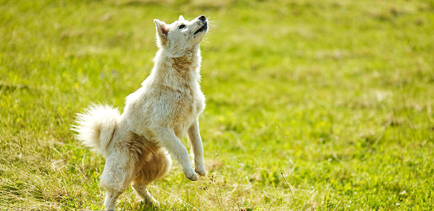 うちの子は大丈夫という過信が事故を招くこともあります