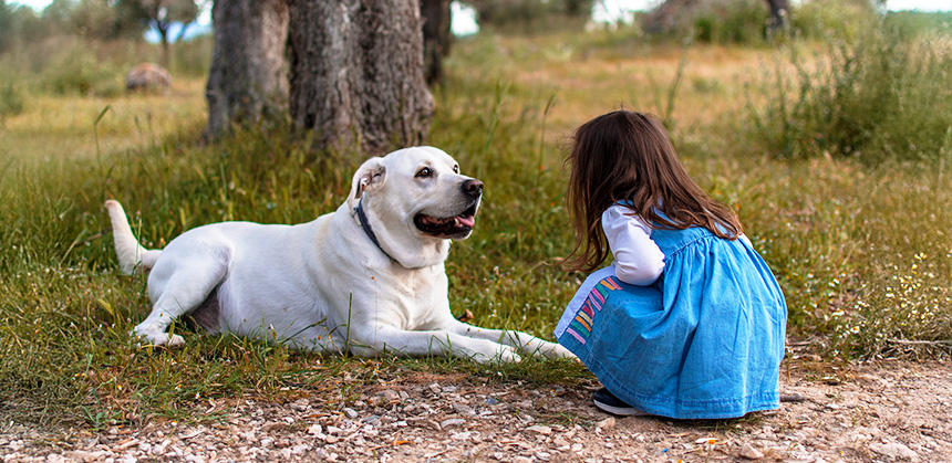 穏やかな性質の大きな犬でも、小さな子どもに少し触れただけで倒してしまう危険性もあるのでしっかり管理を