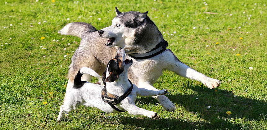 とくにノーリードで自由に動けるドッグランでは犬同士の事故が起こりやすいので要注意