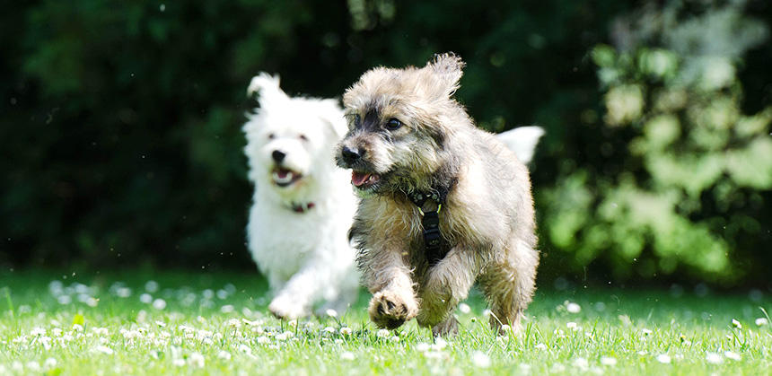 いつもどこでも安心して過ごせるように、社会化やトレーニングは万全に