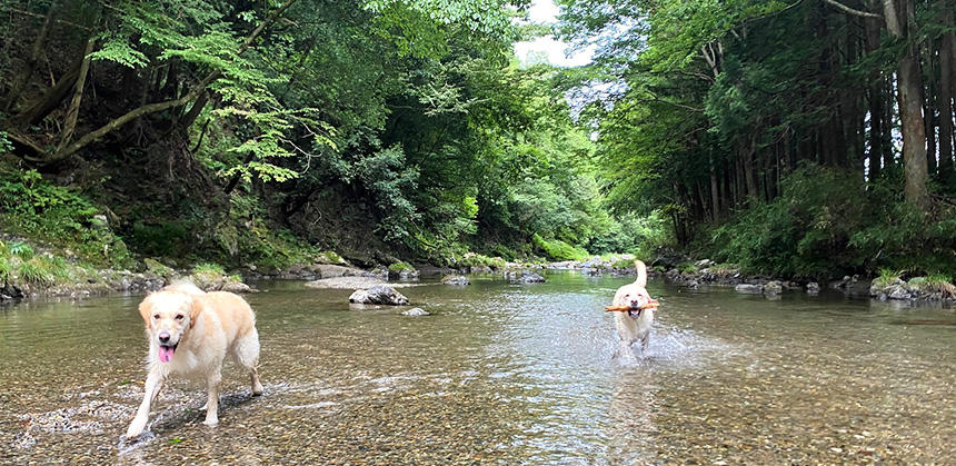 いつまでも元気で遊べるように健康チェックを受けさせましょう