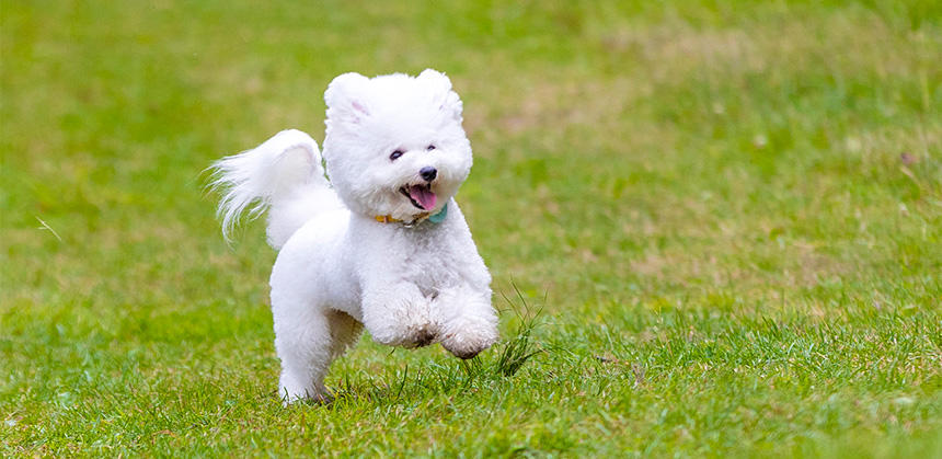体は丈夫で、被毛はいつも美しくいられるために
