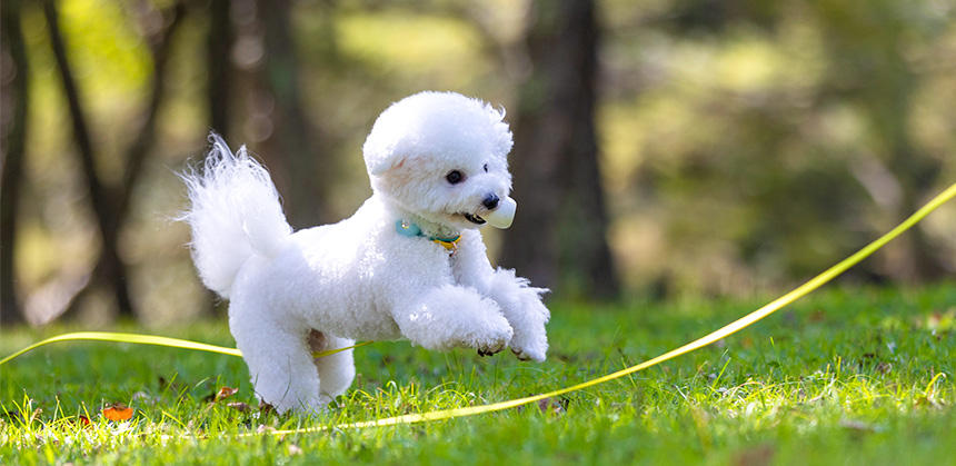 ボール遊びも大好き！　ラネージュくんはいつも元気