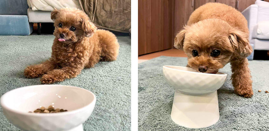 アトピー体質のコロちゃんは、トッピングと一緒にモグモグ