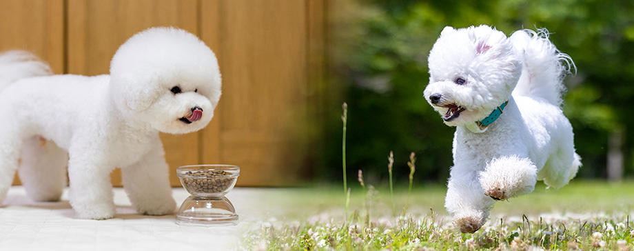 【＃もっと知りたい】３頭の犬が