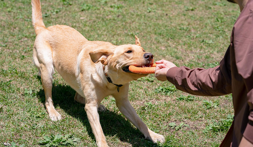 長時間のドライブ後にキャンプ場に着いたら、犬もテンションMAX！まずは遊ぼう