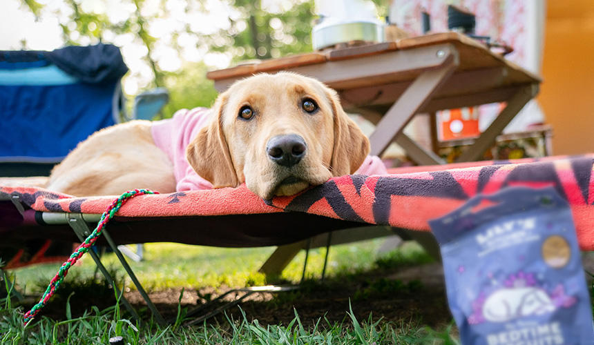 大きな犬も、自分の居場所が決まればくつろぎやすいもの