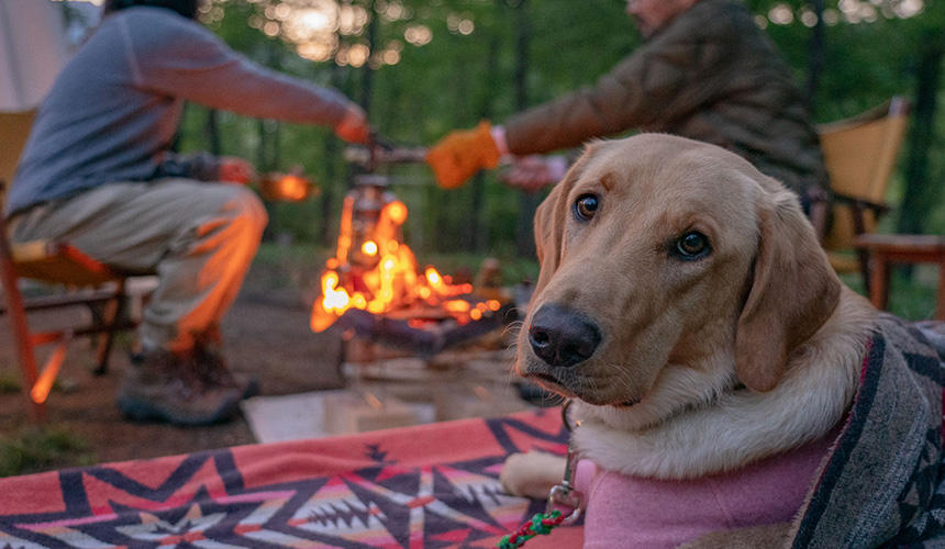 大きな犬と一緒に焚き火を囲む夜の時間も忘れがたい